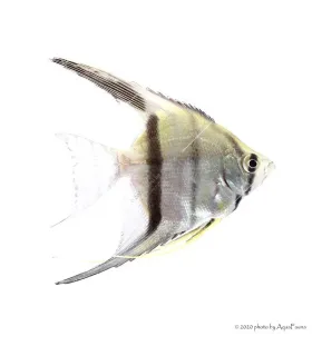 Pterophyllum scalare sp. - Dantum vitorláshal