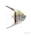 Pterophyllum scalare sp. - Dantum vitorláshal