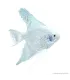 Pterophyllum scalare sp. - Gyémánt vitorláshal