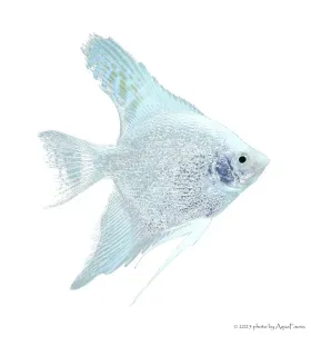 Pterophyllum scalare sp. - Gyémánt vitorláshal