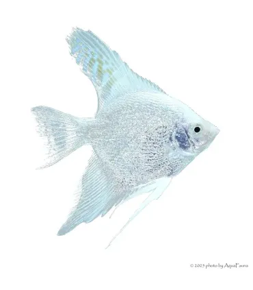 Pterophyllum scalare sp. - Gyémánt vitorláshal