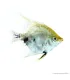 Pterophyllum scalare sp. - Koi vitorláshal