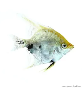 Pterophyllum scalare sp. - Koi vitorláshal