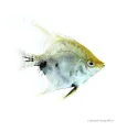 Pterophyllum scalare sp. - Koi vitorláshal