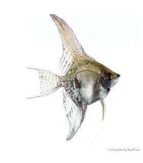 Pterophyllum scalare - Vitorláshal