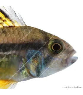 Apistogramma cacatuoides - Kakadu törpesügér