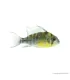 Mikrogeophagus altispinosus - Bolíviai pillangó tarkasügér
