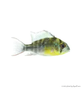 Mikrogeophagus altispinosus - Bolíviai pillangó tarkasügér
