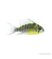 Mikrogeophagus altispinosus - Bolíviai pillangó tarkasügér