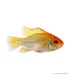 Mikrogeophagus ramirezi - Arany pillangó tarkasügér