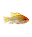 Mikrogeophagus ramirezi - Arany pillangó tarkasügér