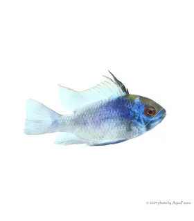 Mikrogeophagus ramirezi - Kék Pillangó tarkasügér