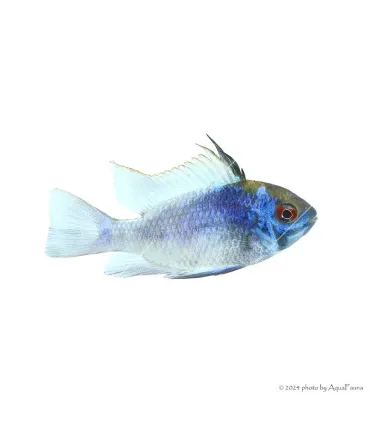 Mikrogeophagus ramirezi - Kék Pillangó tarkasügér