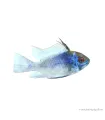 Mikrogeophagus ramirezi - Kék Pillangó tarkasügér