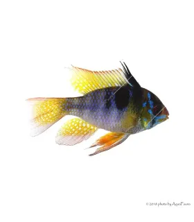 Mikrogeophagus ramirezi - Pillangó tarkasügér