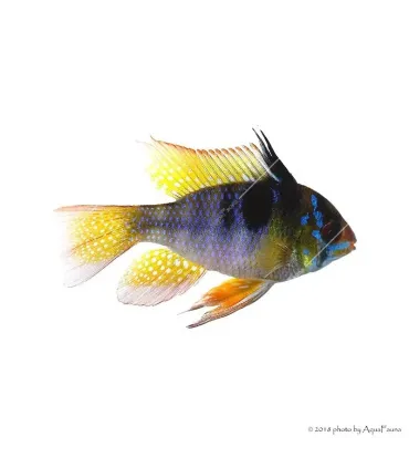 Mikrogeophagus ramirezi - Pillangó tarkasügér