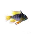 Mikrogeophagus ramirezi - Pillangó tarkasügér