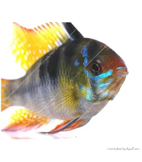 Mikrogeophagus ramirezi - Pillangó tarkasügér