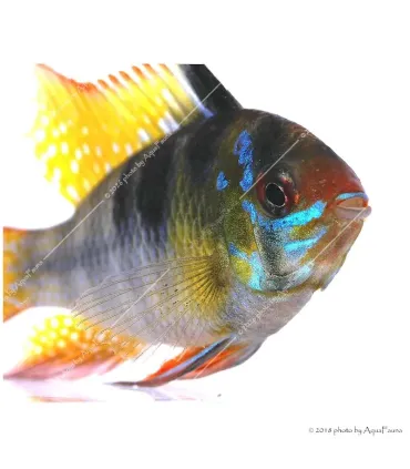 Mikrogeophagus ramirezi - Pillangó tarkasügér
