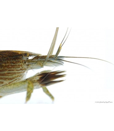 Atyopsis moluccensis - Legyezőgarnéla