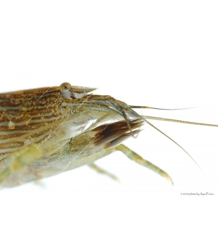 Atyopsis moluccensis - Legyezőgarnéla