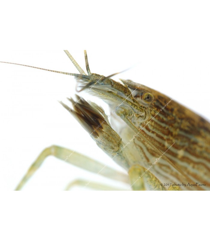 Atyopsis moluccensis - Legyezőgarnéla