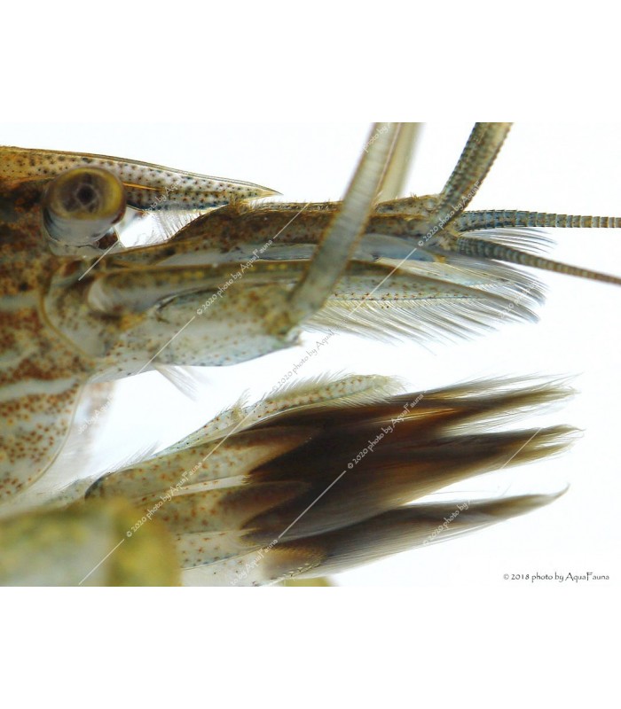 Atyopsis moluccensis - Legyezőgarnéla