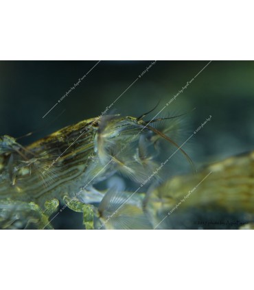 Atyopsis moluccensis - Legyezőgarnéla