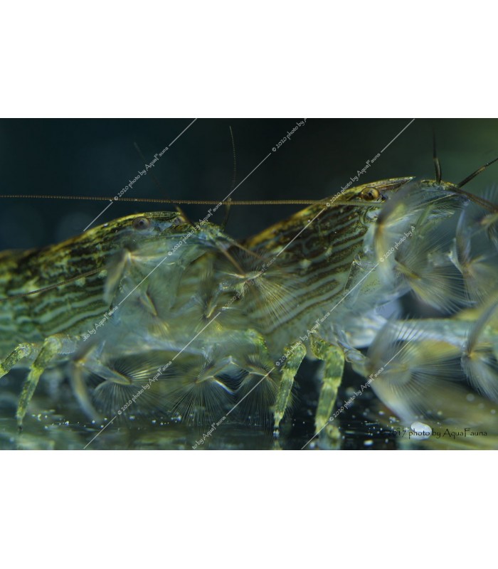 Atyopsis moluccensis - Legyezőgarnéla