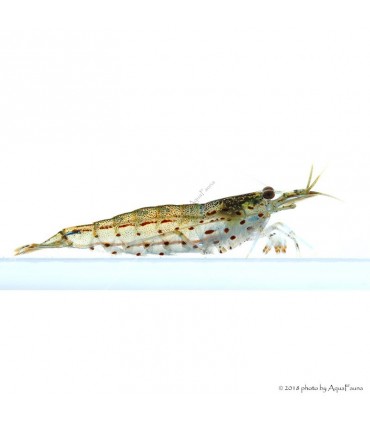 Caridina multidentata - Amano garnéla