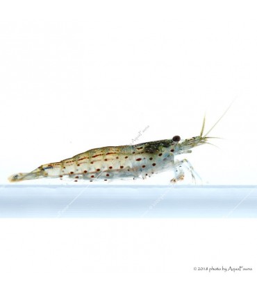 Caridina multidentata - Amano garnéla