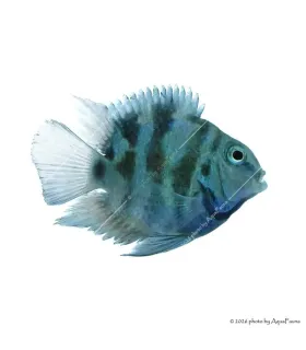 Papagájsügér - Blue Tiger