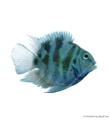 Papagájsügér - Blue Tiger