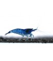 Neocaridina davidi (heteropoda) var. Blue Velvet - Blue Velvet garnéla