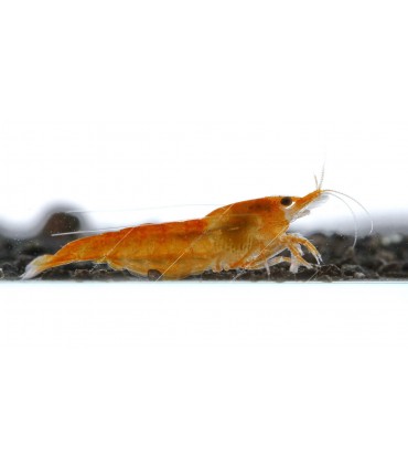 Neocaridina davidi (heteropoda) var. Orange - Orange Sakura garnéla