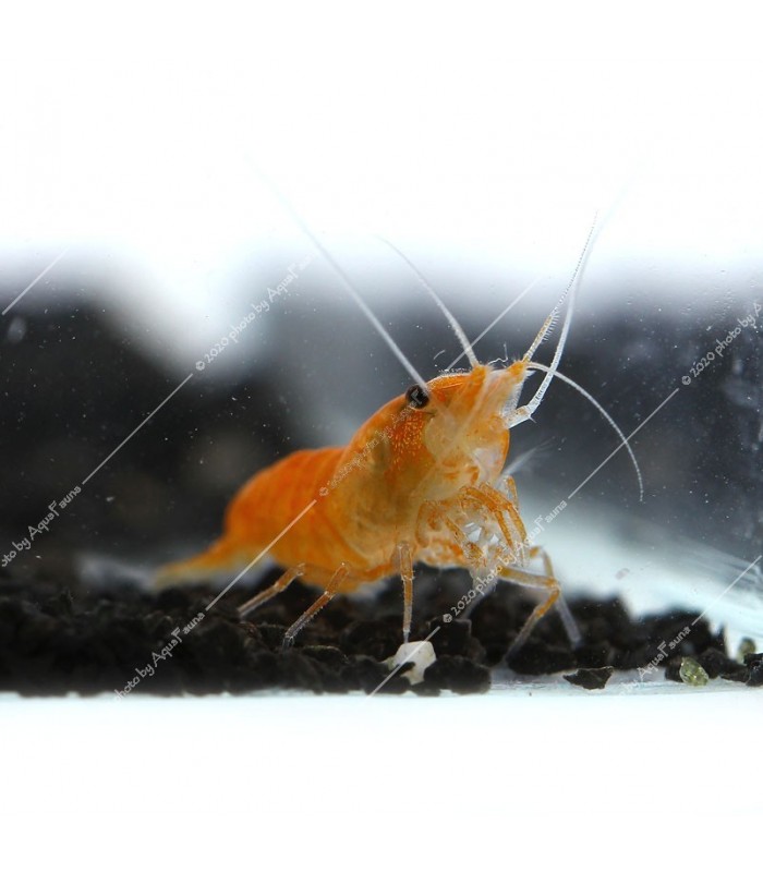Neocaridina davidi (heteropoda) var. Orange - Orange Sakura garnéla