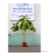 Terminalia catappa - Indiai mandulalevél (tebanglevél) - élő, cserepes