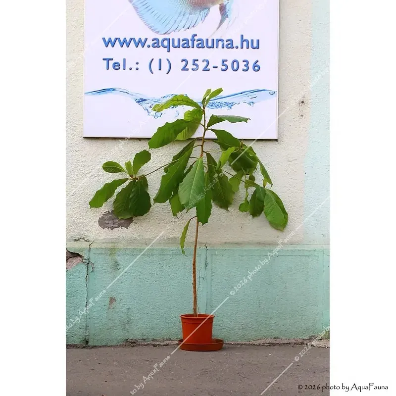 Terminalia catappa - Indiai mandulalevél (tebanglevél) - élő, cserepes