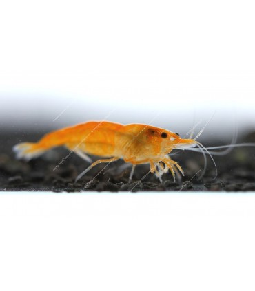 Neocaridina davidi (heteropoda) var. Orange - Orange Sakura garnéla