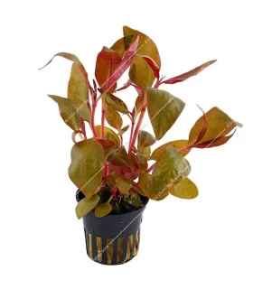 Alternanthera lilacina