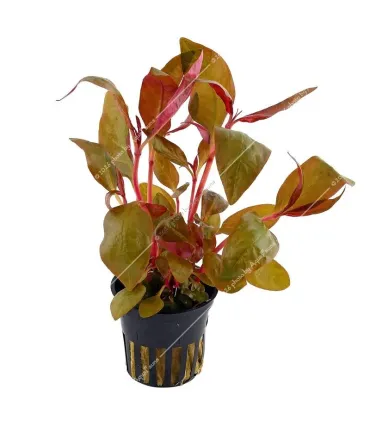 Alternanthera lilacina