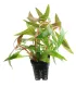 Alternanthera reineckii