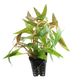 Alternanthera reineckii