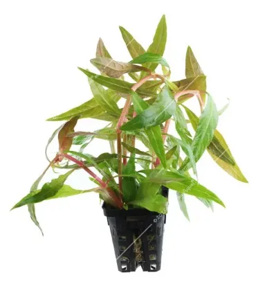 Alternanthera reineckii