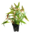 Alternanthera reineckii