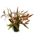Alternanthera rosaefolia