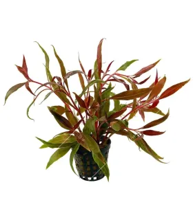 Alternanthera rosaefolia