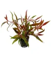 Alternanthera rosaefolia
