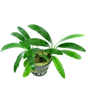 Anubias afzelii