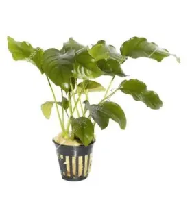 Anubias barteri